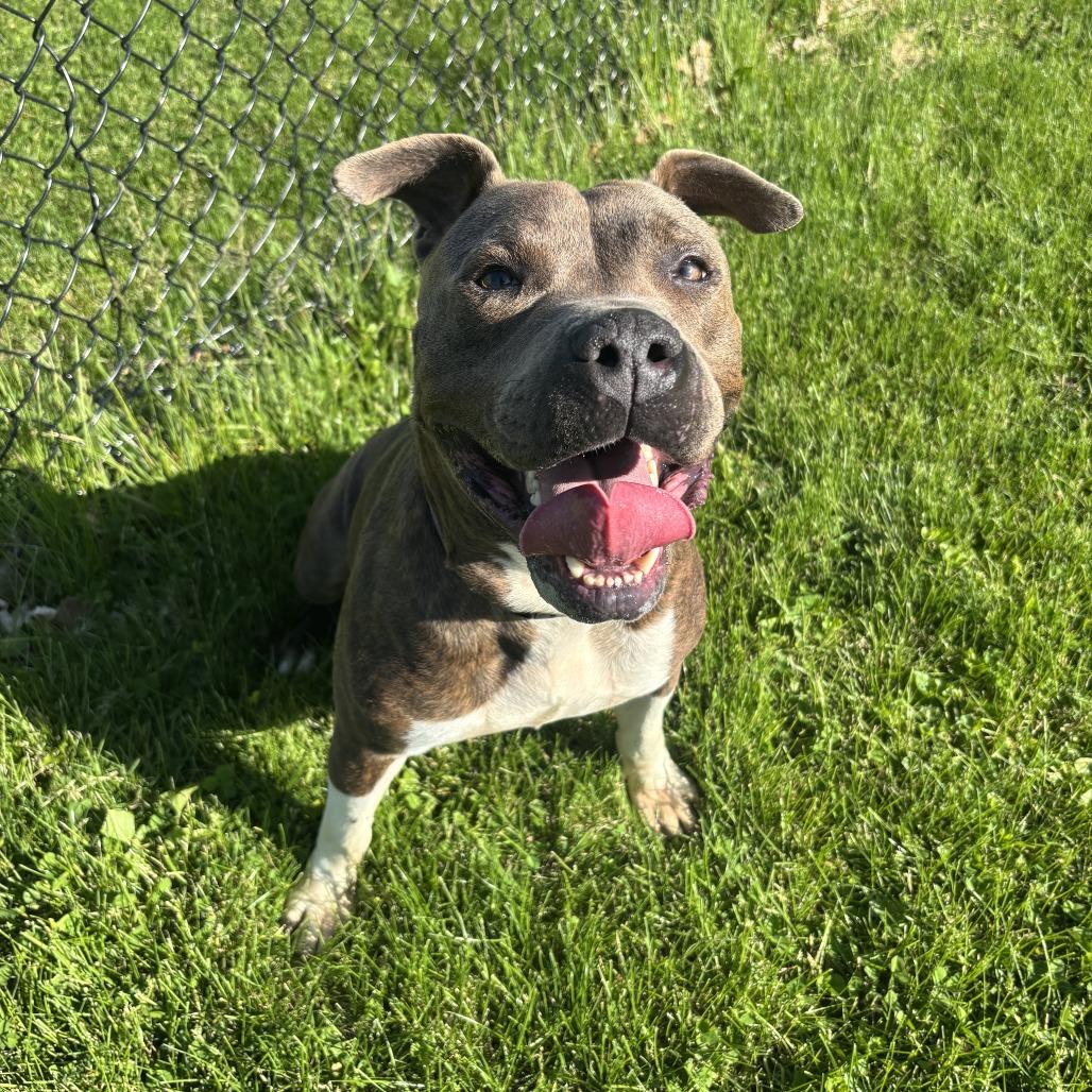 Levi, Adoptable, Adult Male Pit Bull Terrier & Mixed Breed.