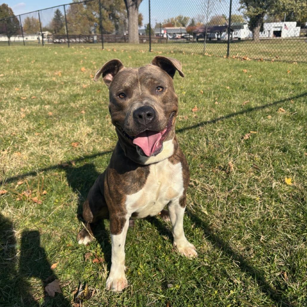 Enlarge Levi, a Adoptable mixed breed in Elwood, IN image 2/2