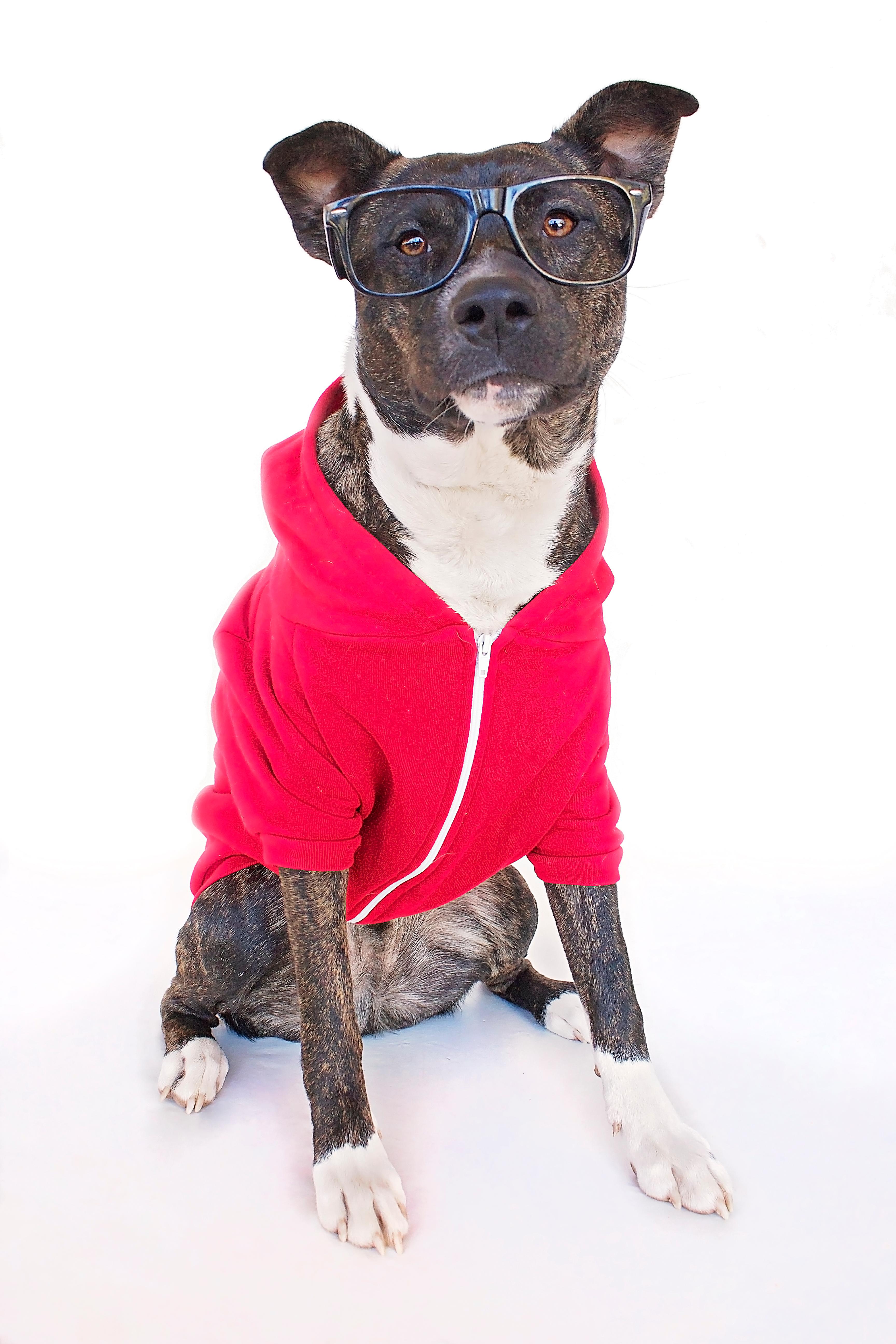 Zuko photo 3