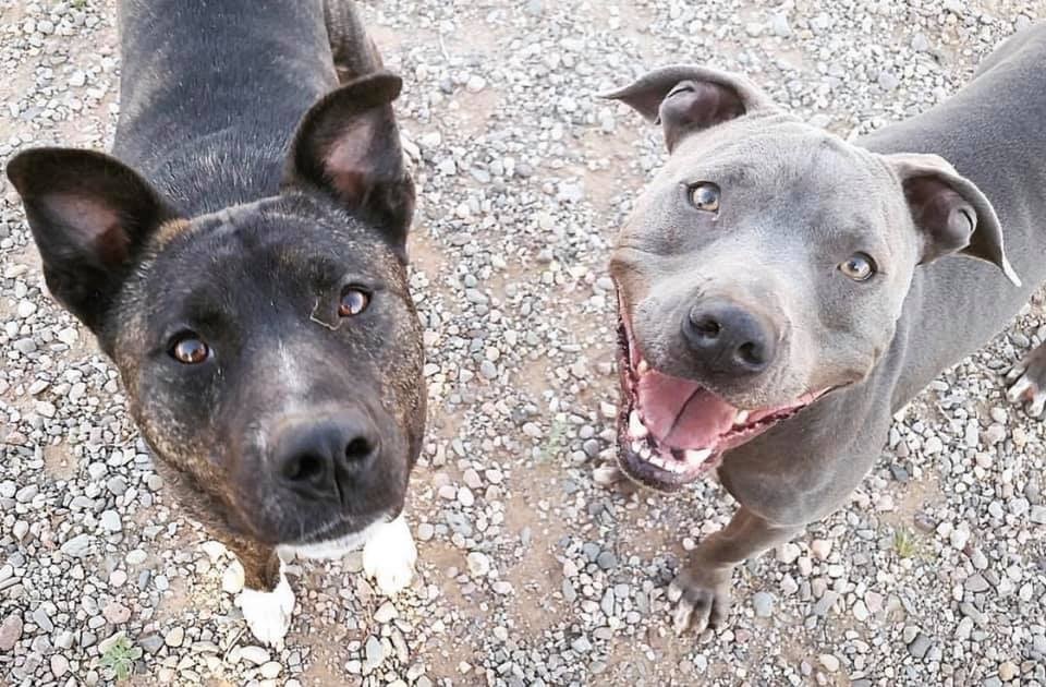 Zuko, a Adoptable mixed breed in Peoria, AZ image 5/6