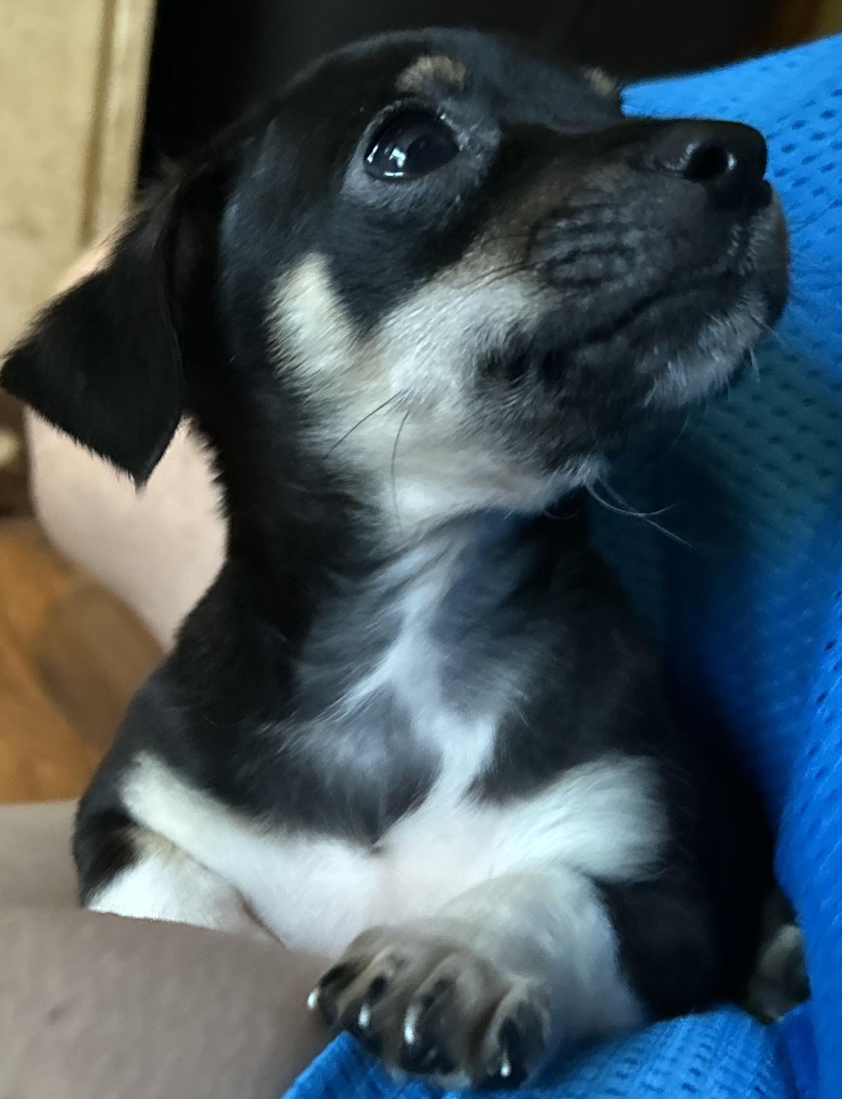 Delilah, a ADOPTABLE Chihuahua in Lafayette Hill, PA image 3/3
