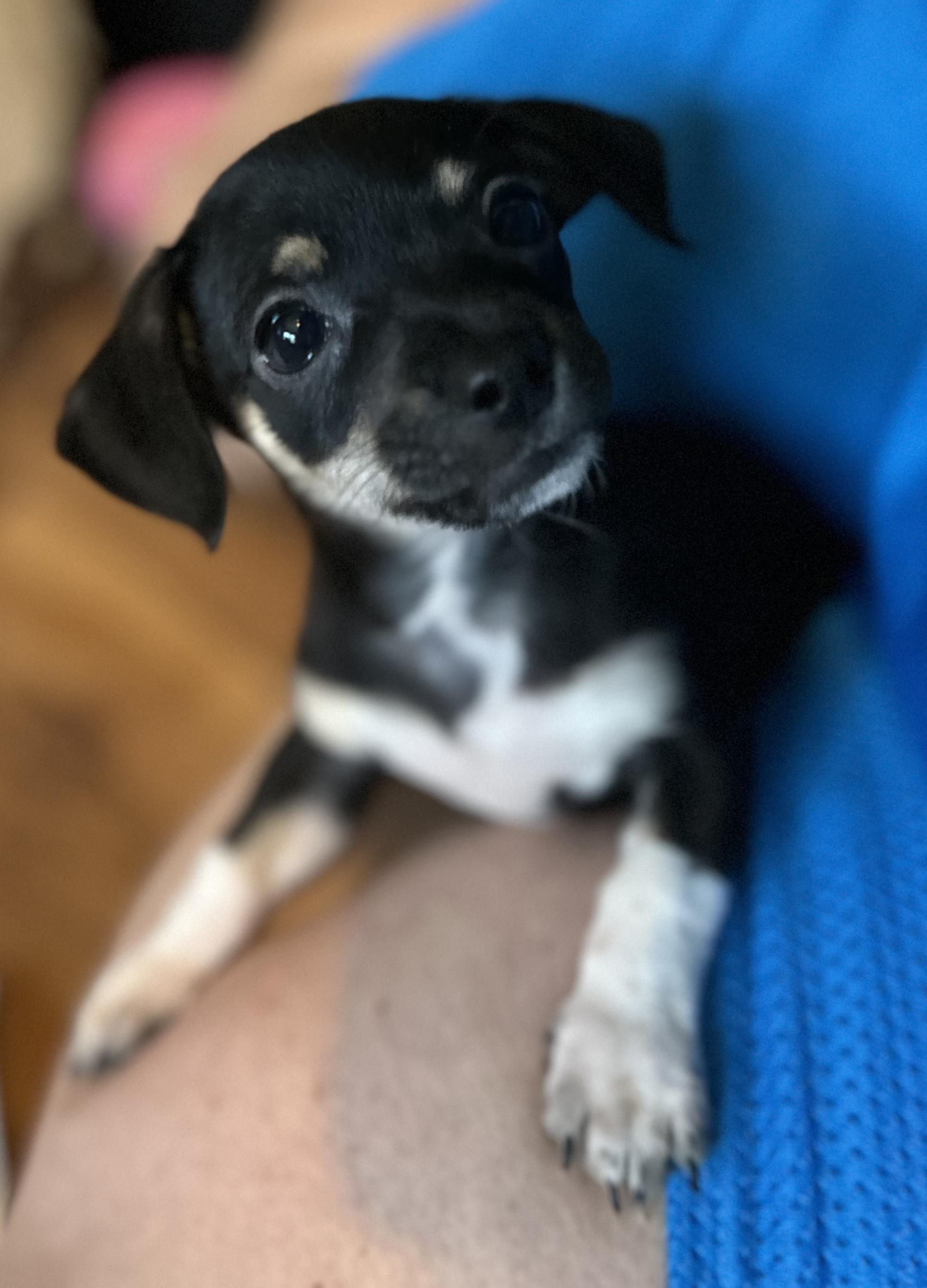 Delilah, a ADOPTABLE Chihuahua in Lafayette Hill, PA image 1/3