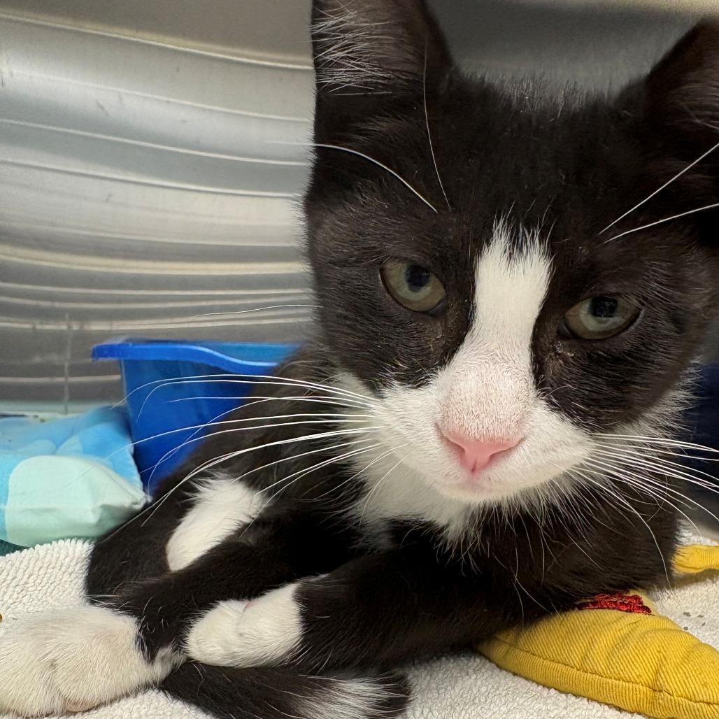 Enlarge Kevin, a Adoptable Domestic Short Hair in East Hanover, NJ image 2/2