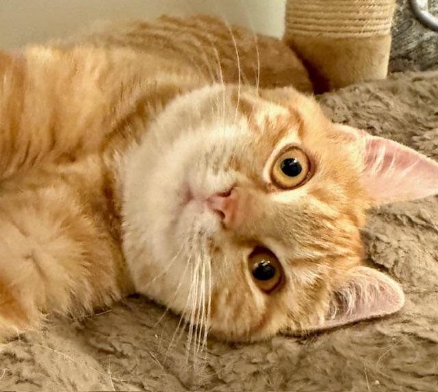 Spicy, Adoptable, Young Female Tabby.