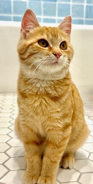 Enlarge Spicy, a Adoptable Tabby in Mendota Heights, MN image 2/3