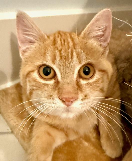 Enlarge Spicy, a Adoptable Tabby in Mendota Heights, MN image 3/3