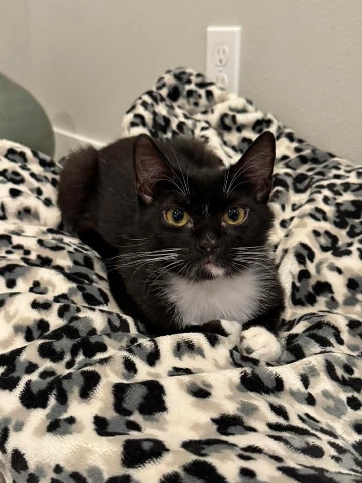 Spicy, Adoptable, Young Female Domestic Short Hair.