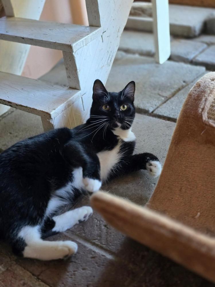 Enlarge Spicy, a Adoptable mixed breed in Vancouver, WA image 1/1