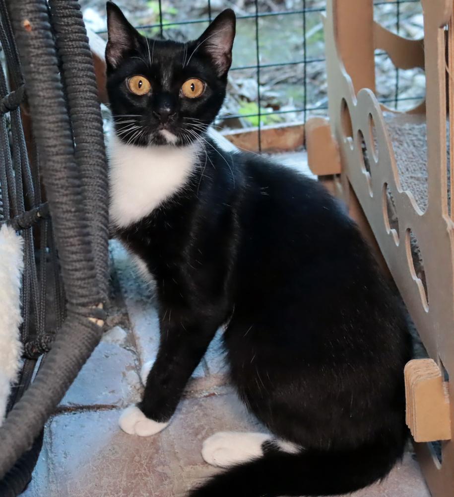 Enlarge Spicy, a Adoptable mixed breed in Vancouver, WA image 2/4