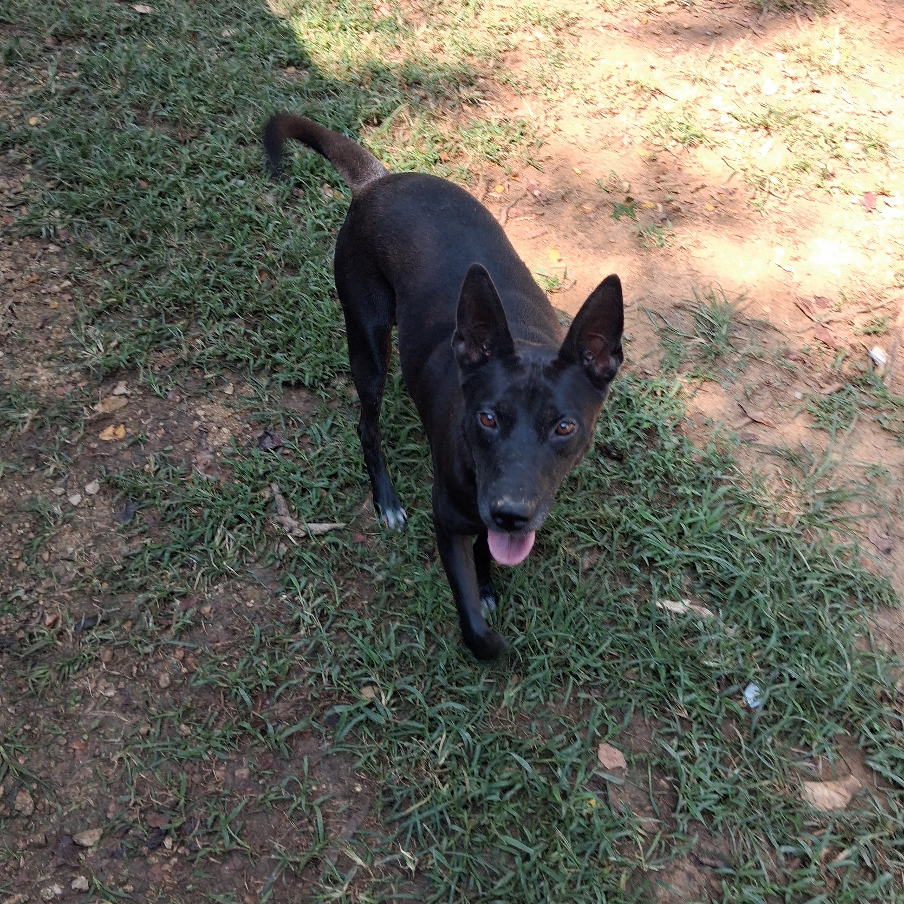 Piper, Adoptable, Adult Female German Shepherd Dog.