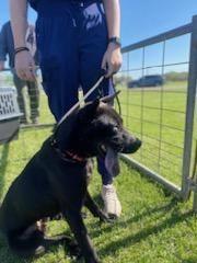 Piper, a Adoptable mixed breed in Greenfield, TN image 1/2