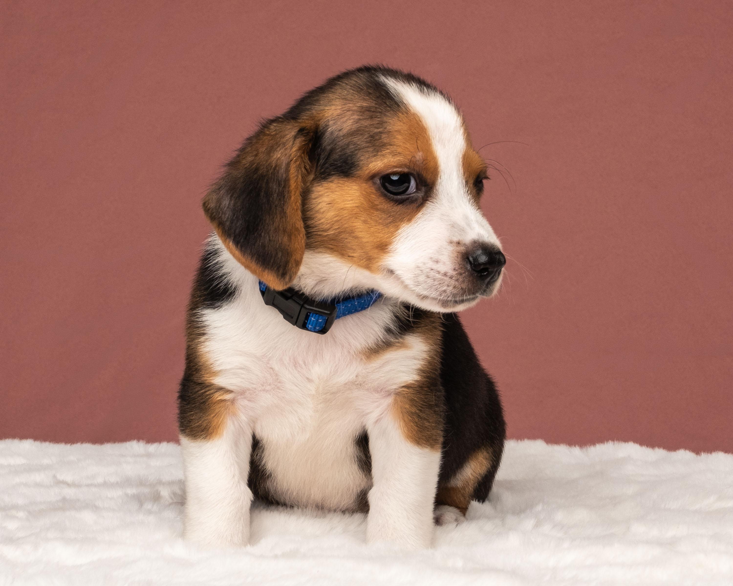 Blu, an adopted mixed breed in Aiken, SC image 3/3