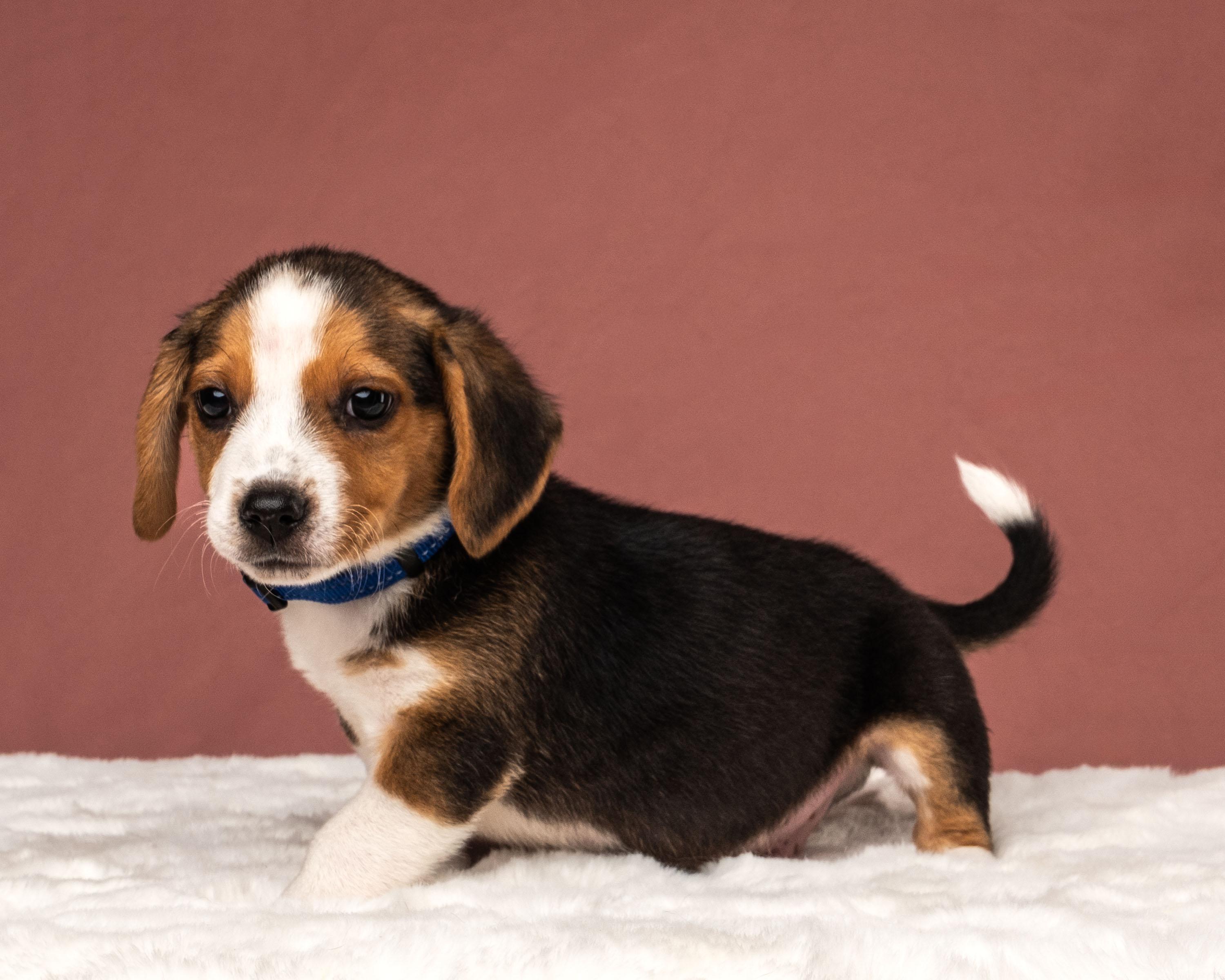 Blu, an adopted mixed breed in Aiken, SC image 1/3