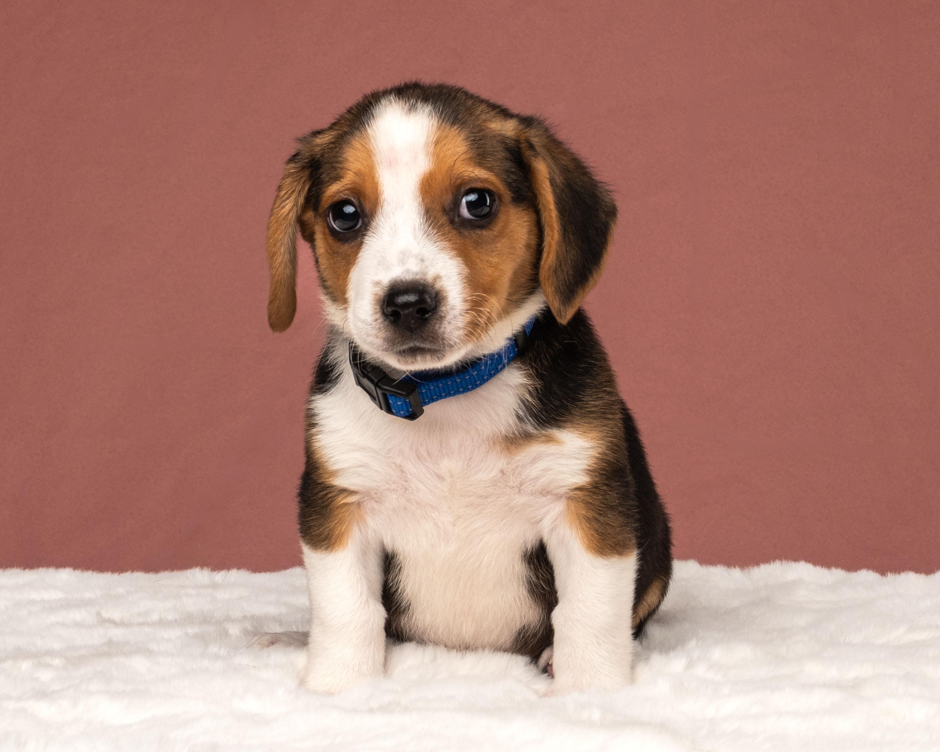 Blu, an adopted mixed breed in Aiken, SC image 2/3