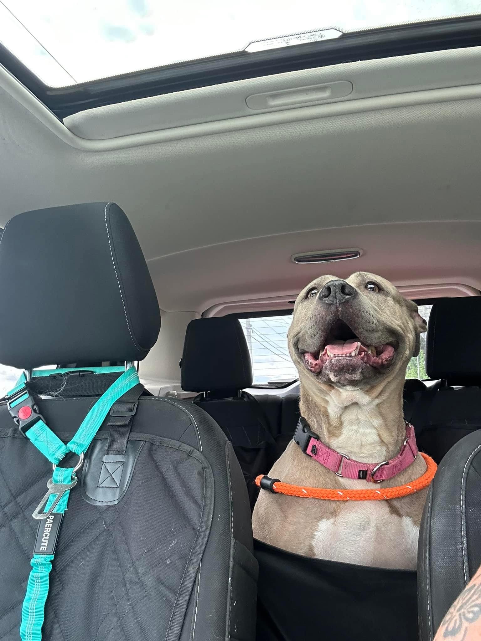 Petfinder Syracuse Ny - uaivtb8