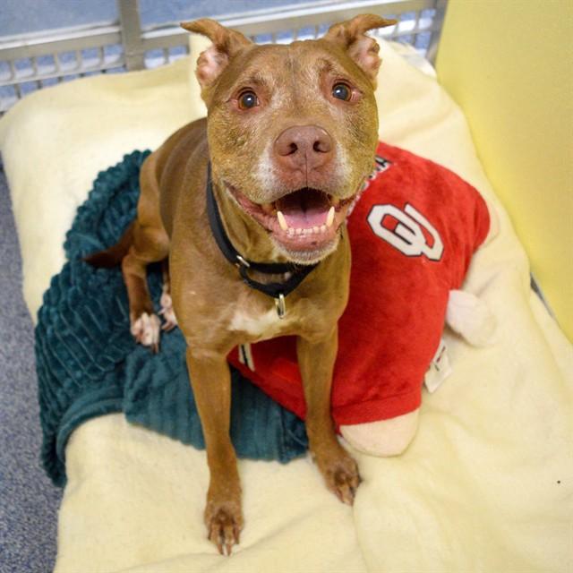 Enlarge KAWAII, a Adoptable mixed breed in Saint Louis, MO image 1/1