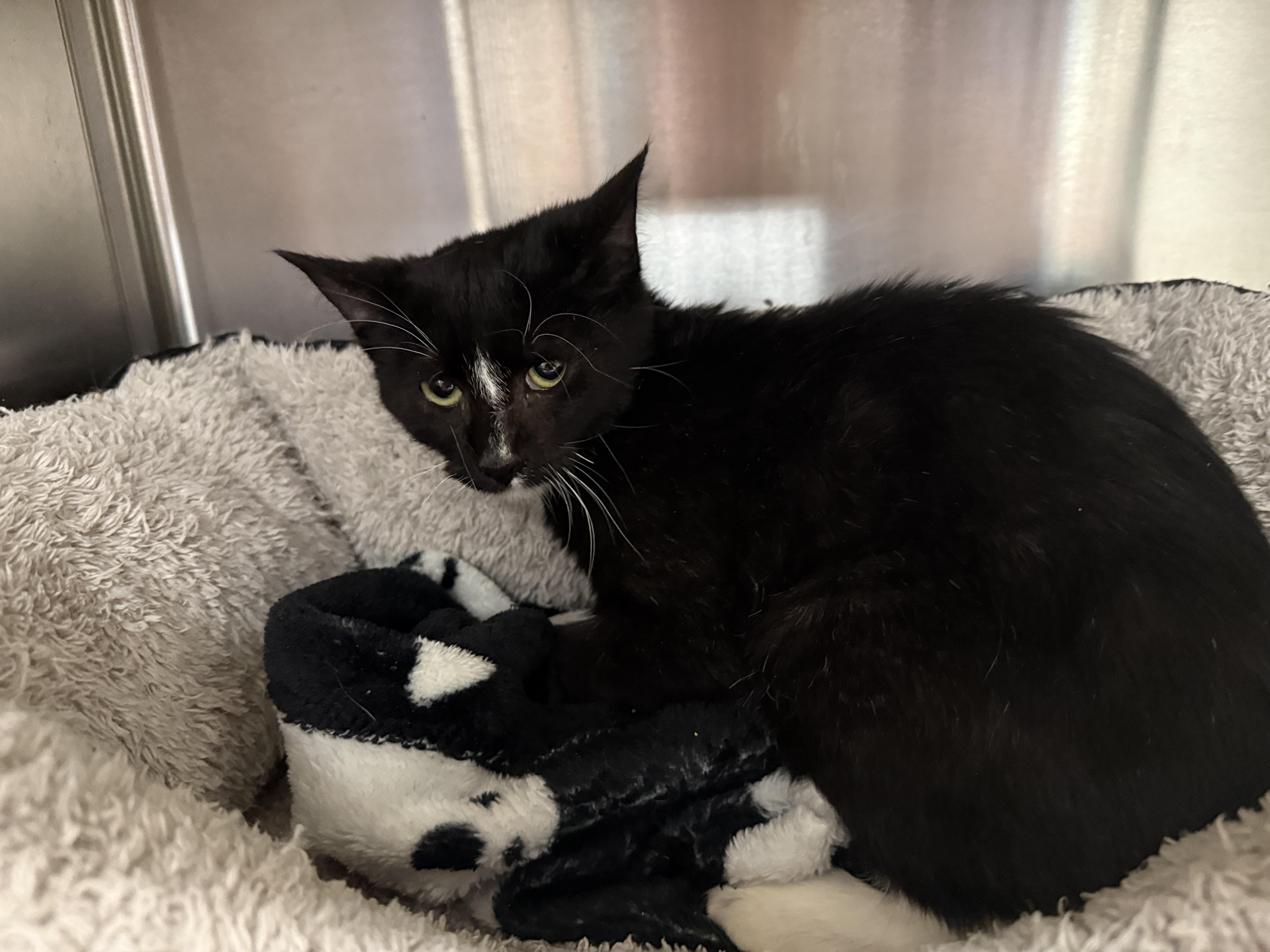 Cyclops, Adoptable, Kitten Male Domestic Short Hair.