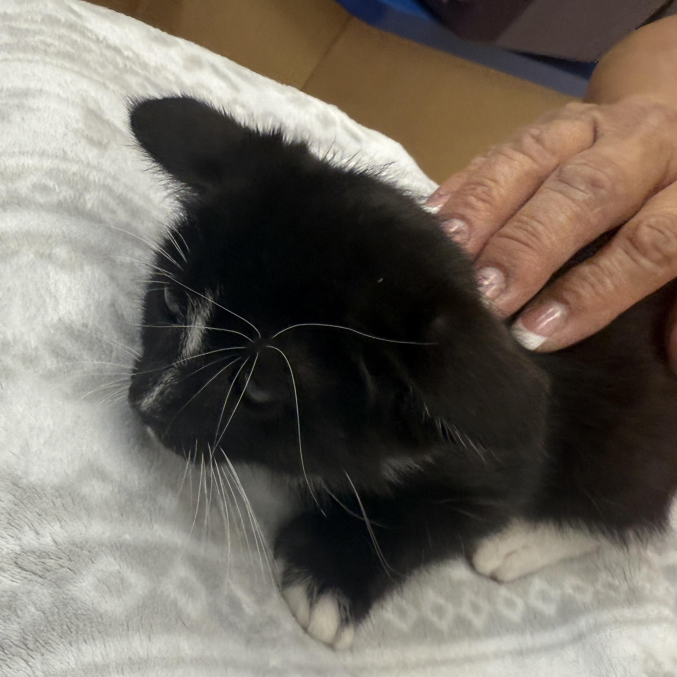 Enlarge Cyclops, a Adoptable Domestic Short Hair in Mabank, TX image 4/6