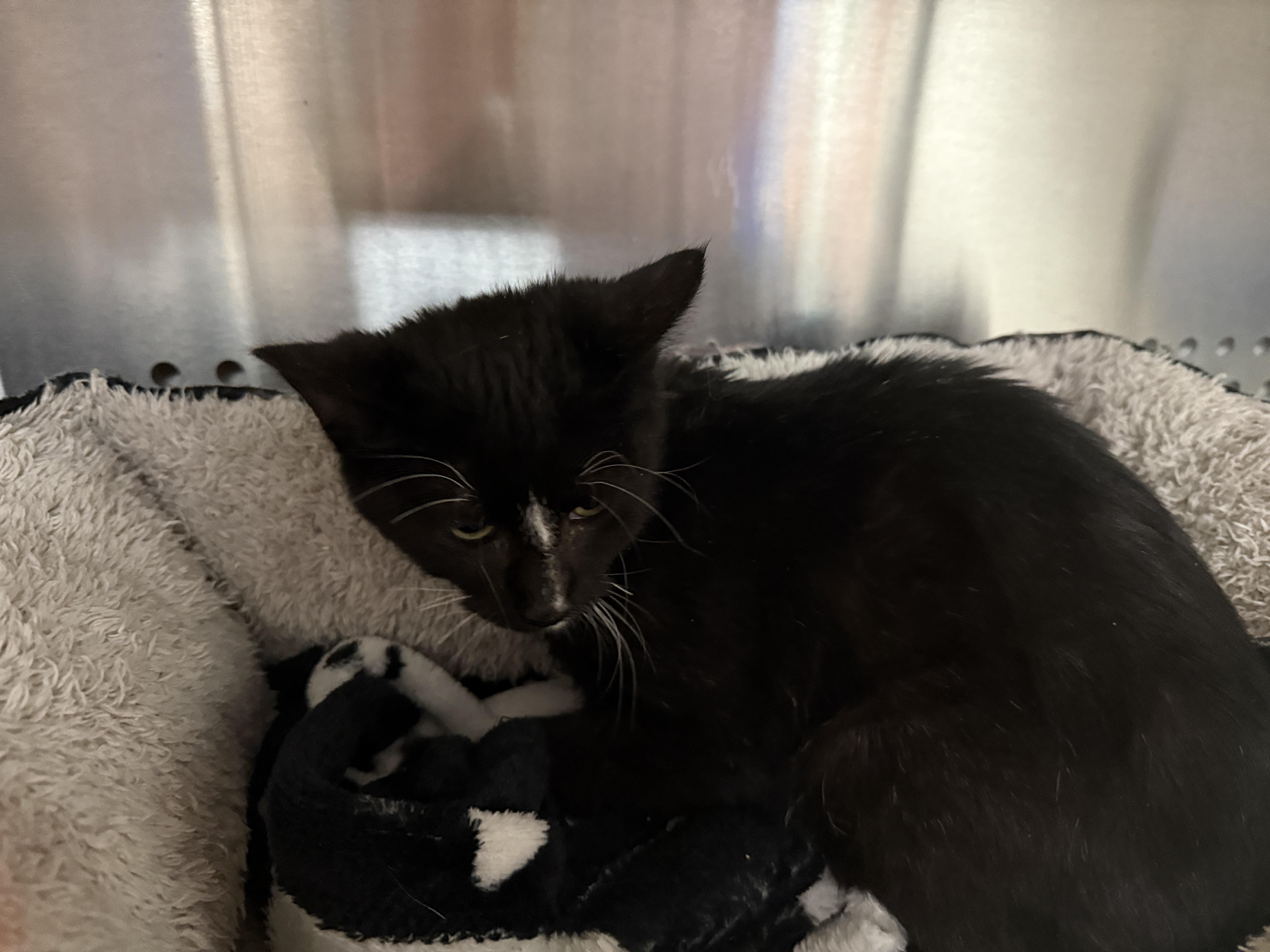 Enlarge Cyclops, a Adoptable Domestic Short Hair in Mabank, TX image 6/6