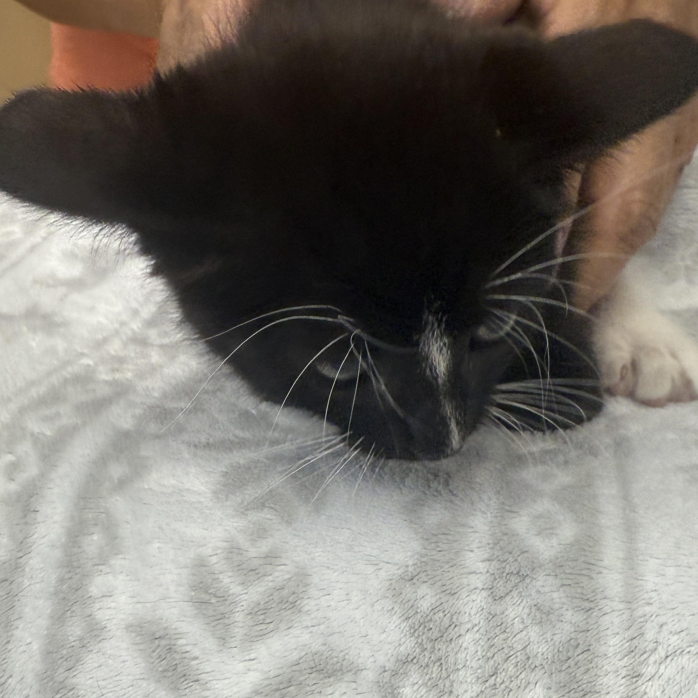 Enlarge Cyclops, a Adoptable Domestic Short Hair in Mabank, TX image 5/6