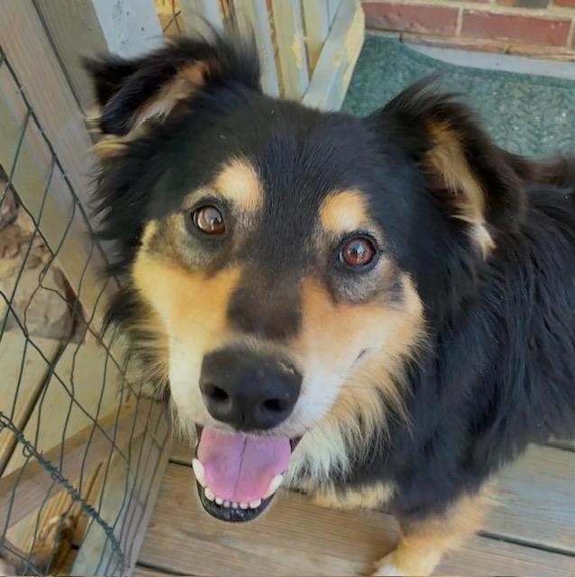 Joey - needs foster home