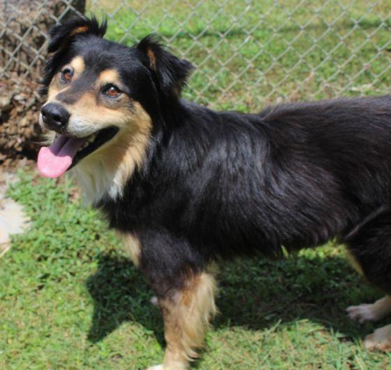 Joey, an adoptable mixed breed in Little Rock, AR image 3/4