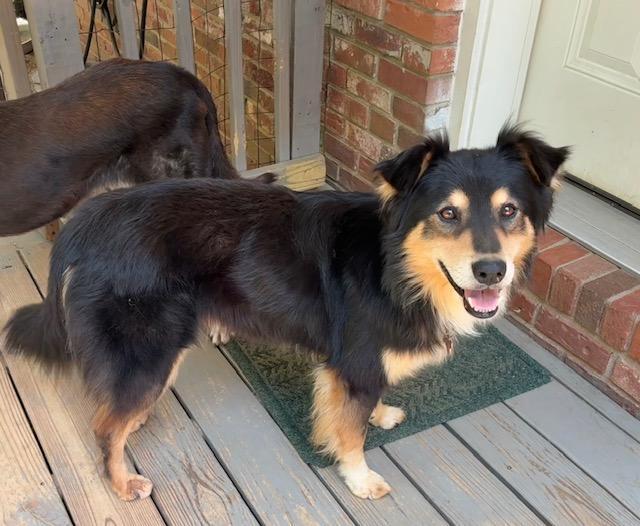 Joey - needs foster home, a Adoptable mixed breed in Little Rock, AR image 4/4