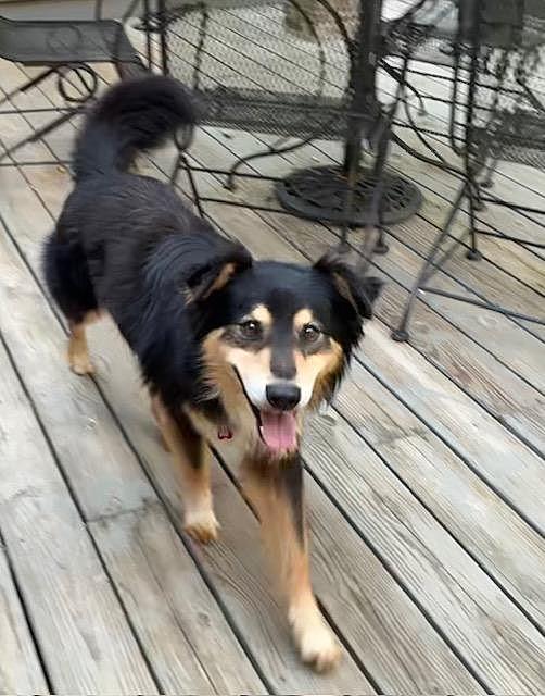 Joey, an adoptable mixed breed in Little Rock, AR image 2/4