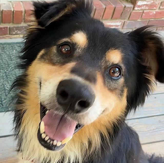 Joey, an adoptable mixed breed in Little Rock, AR image 1/4