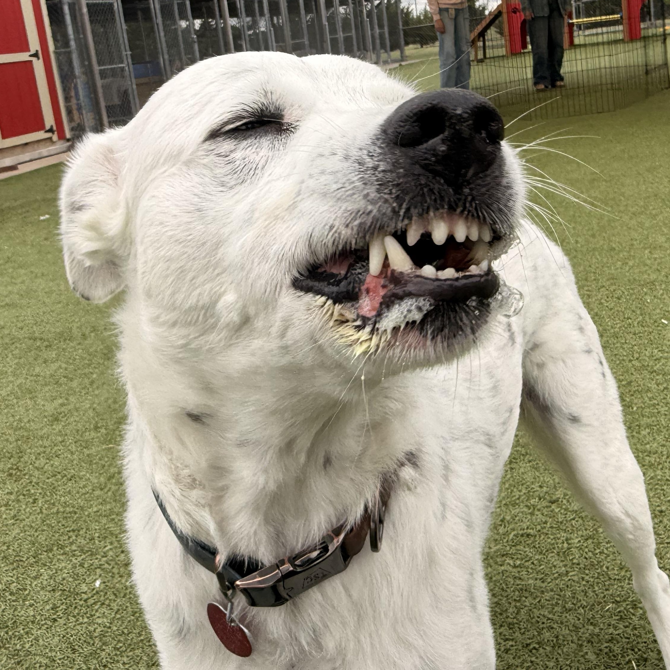 Enlarge Duke , an adopted mixed breed in Hays, KS image 2/5