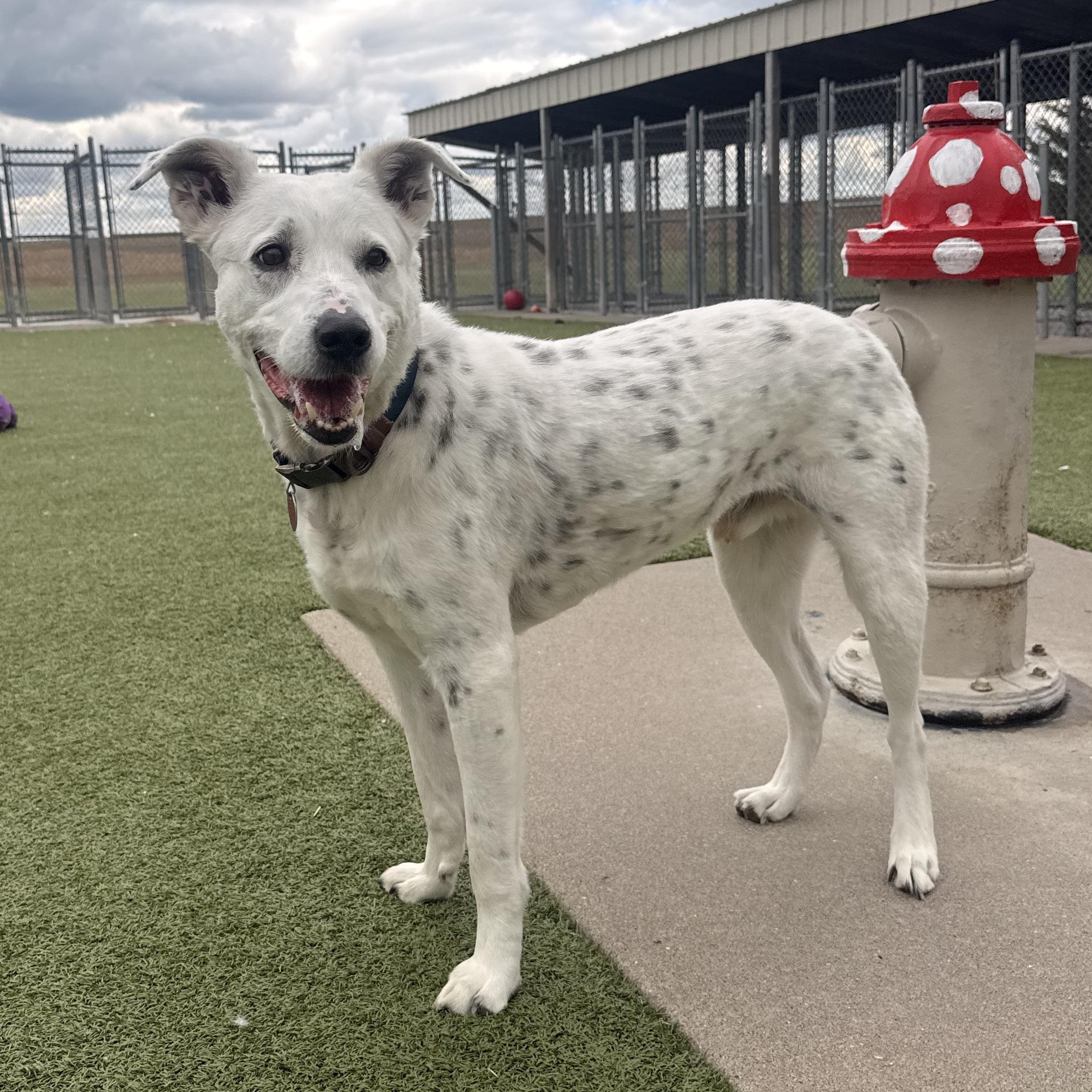 Enlarge Duke , an adopted mixed breed in Hays, KS image 1/5