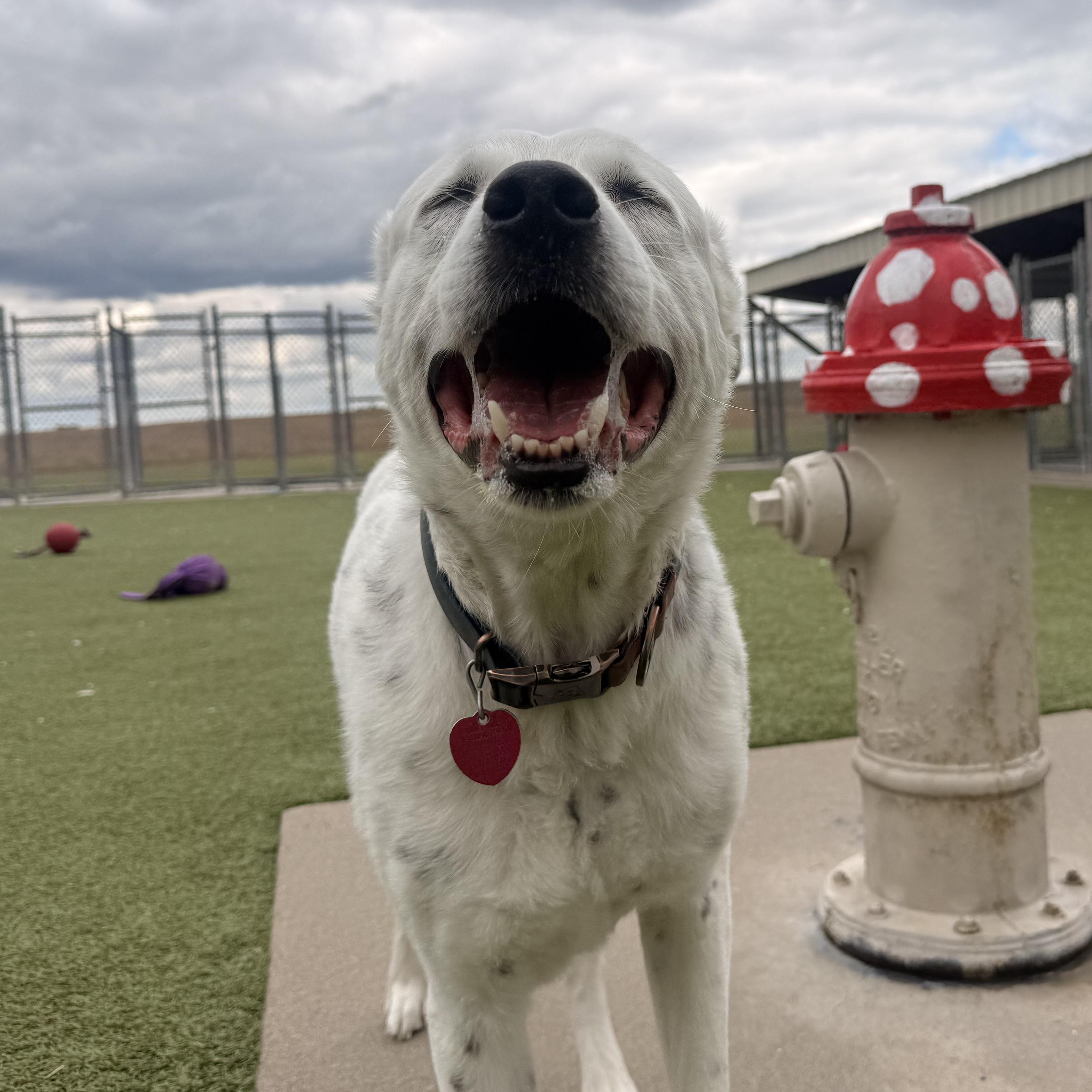 Enlarge Duke , an adopted mixed breed in Hays, KS image 4/5