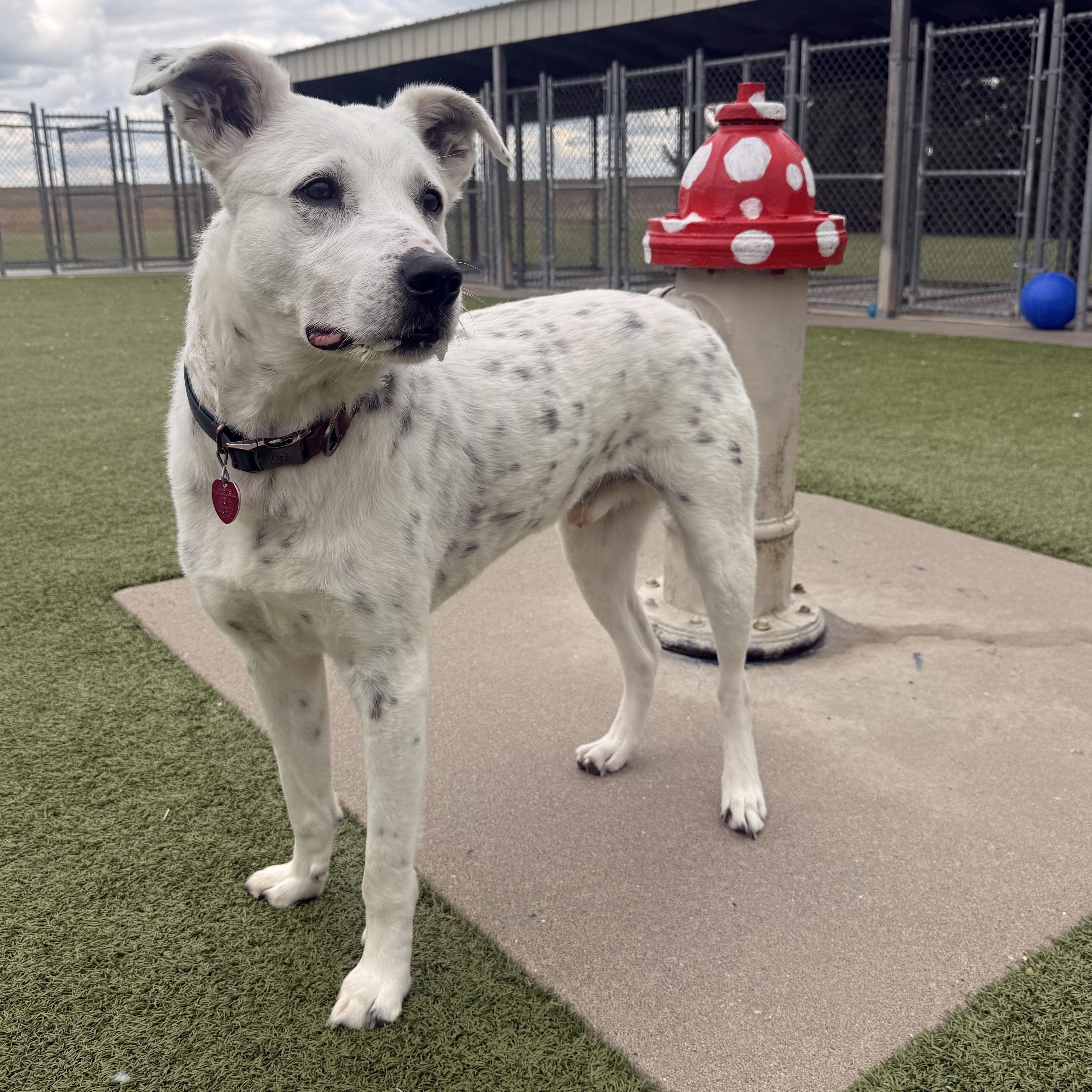 Enlarge Duke , an adopted mixed breed in Hays, KS image 5/5