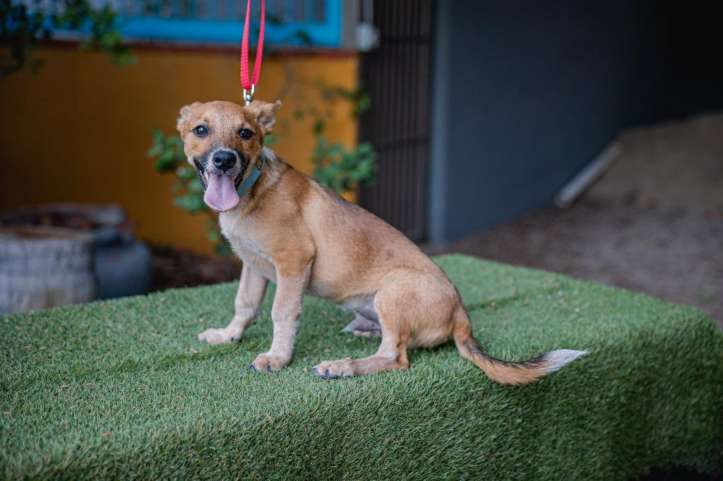 Enlarge Iron, a Adoptable Rat Terrier in Anacortes, WA image 1/5
