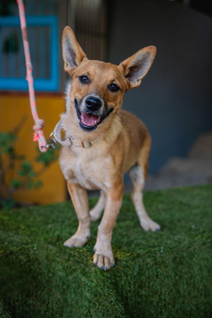 Enlarge Iron, a Adoptable Rat Terrier in Anacortes, WA image 1/6