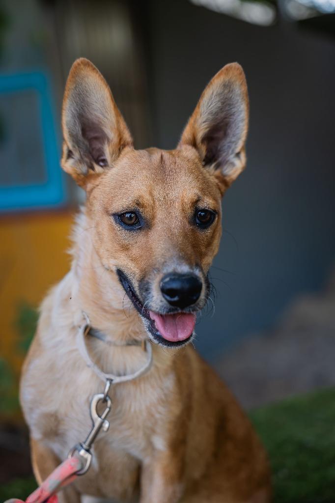 Enlarge Iron, a Adoptable Rat Terrier in Anacortes, WA image 2/6