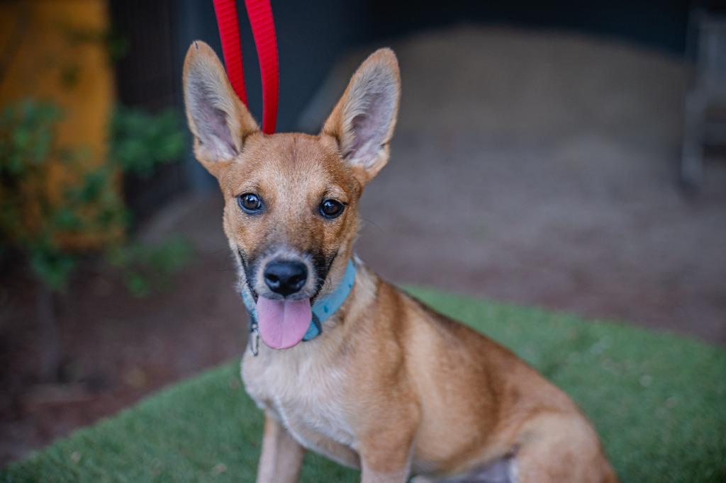Enlarge Iron, a Adoptable Rat Terrier in Anacortes, WA image 3/5