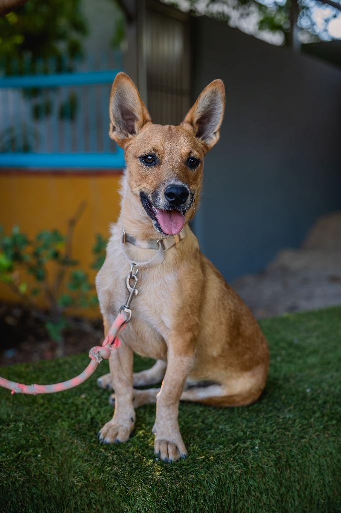 Enlarge Iron, a Adoptable Rat Terrier in Anacortes, WA image 3/6