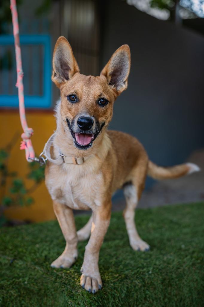 Enlarge Iron, a Adoptable Rat Terrier in Anacortes, WA image 4/6