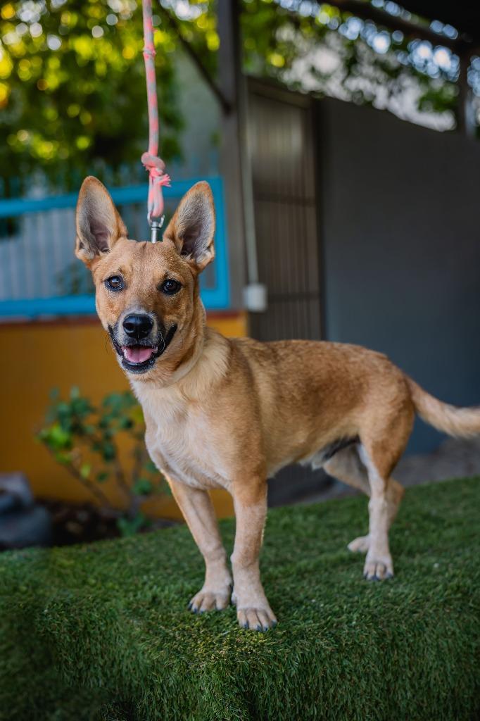 Enlarge Iron, a Adoptable Rat Terrier in Anacortes, WA image 5/6