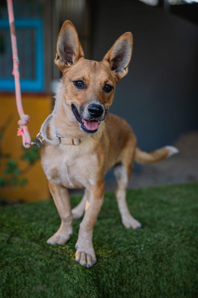 Enlarge Iron, a Adoptable Rat Terrier in Anacortes, WA image 6/6