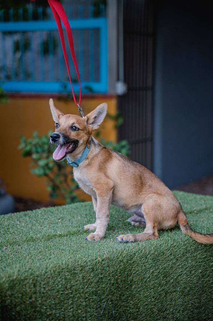 Enlarge Iron, a Adoptable Rat Terrier in Anacortes, WA image 4/5