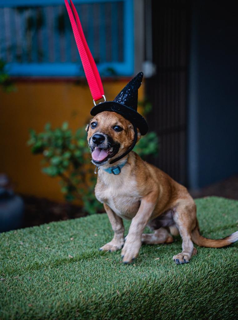 Enlarge Iron, a Adoptable Rat Terrier in Anacortes, WA image 5/5