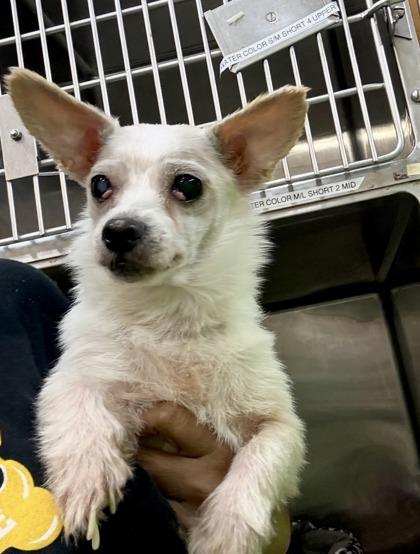 Enlarge Maraschino, a Adoptable mixed breed in New Orleans, LA image 1/1