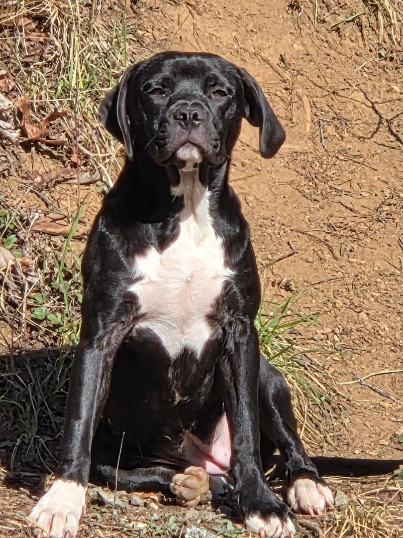 Opal (Courtesy Post), ADOPTABLE, Adult Female Pit Bull Terrier.