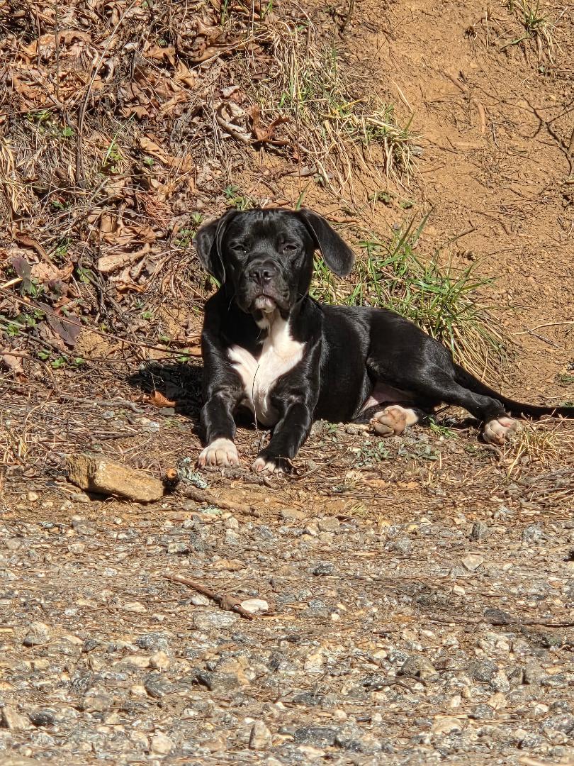 Opal (Courtesy Post), a ADOPTABLE mixed breed in Sylva, NC image 3/5