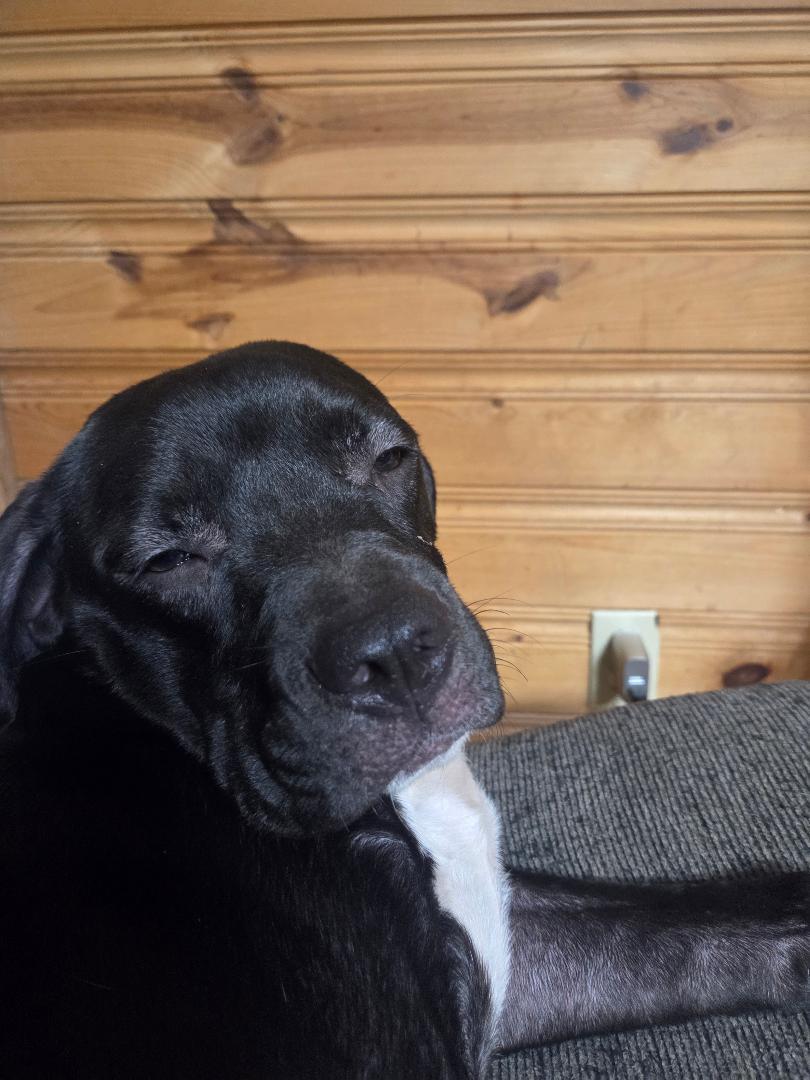 Opal (Courtesy Post), a ADOPTABLE mixed breed in Sylva, NC image 2/5