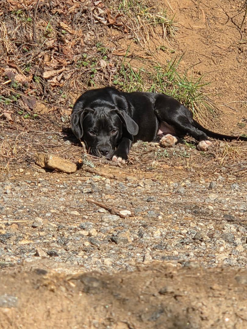 Opal (Courtesy Post), a ADOPTABLE mixed breed in Sylva, NC image 4/5