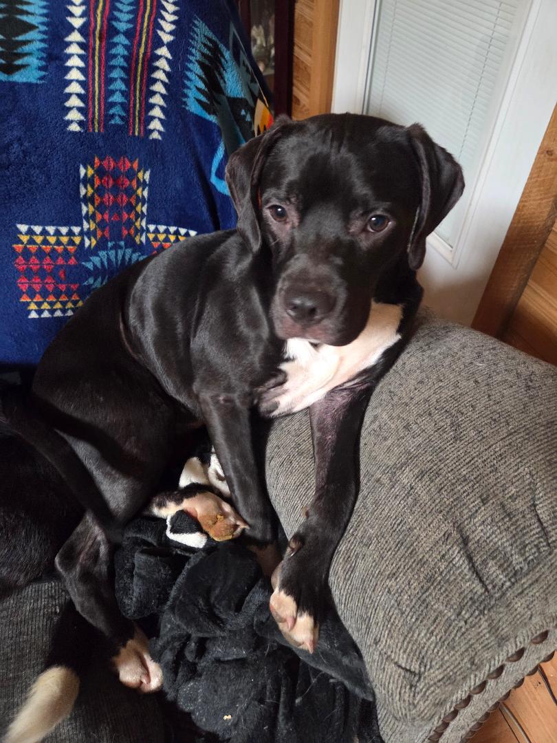 Opal (Courtesy Post), a ADOPTABLE mixed breed in Sylva, NC image 5/5