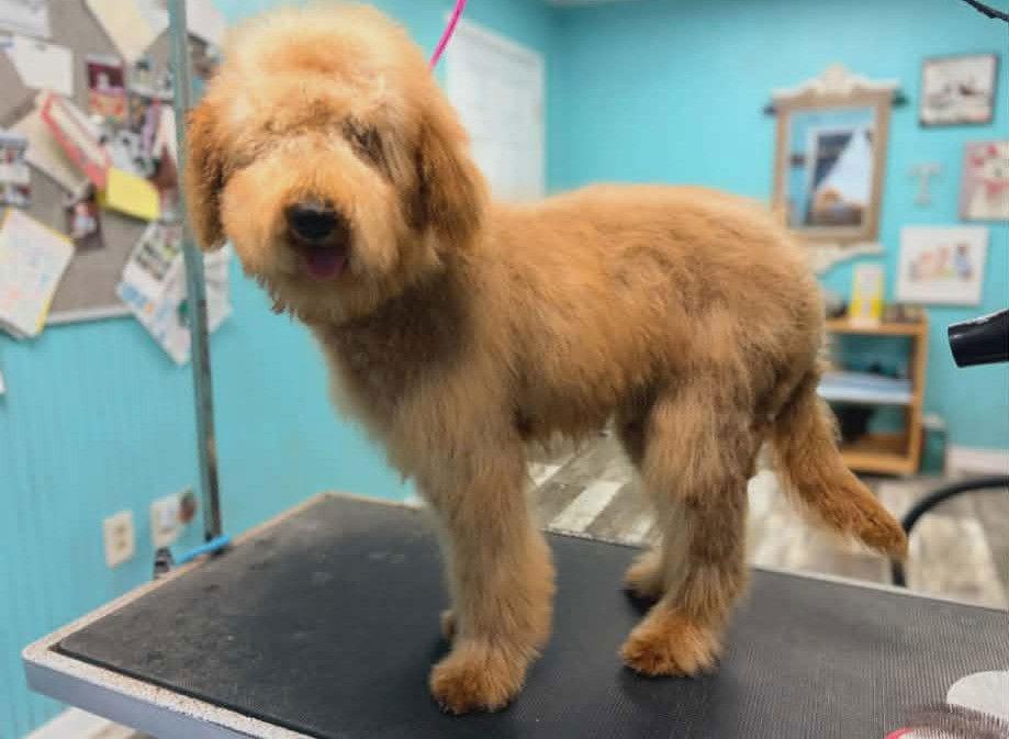 Magnolia SH in RI $799 McConnell, Adopted, Puppy Female Golden Retriever & Standard Poodle.